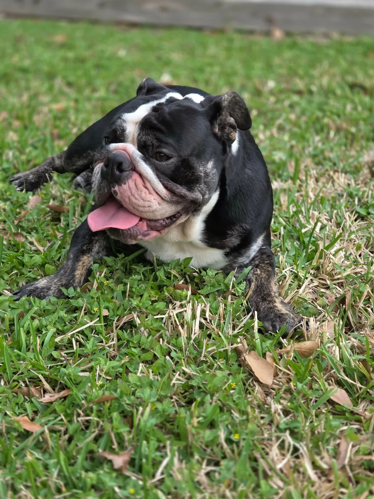 Happy bulldog relaxing on grass
