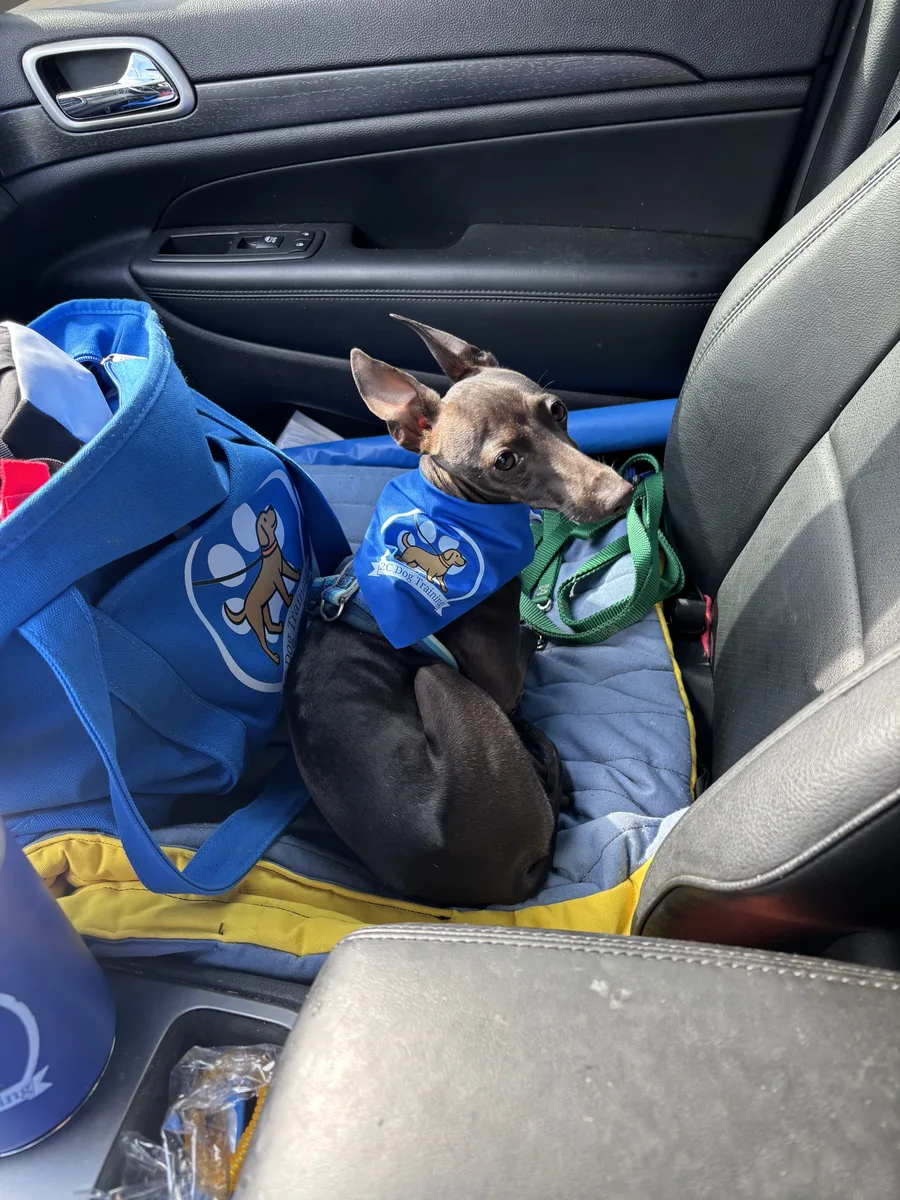 Dog in car with 2C Dog Training bandana