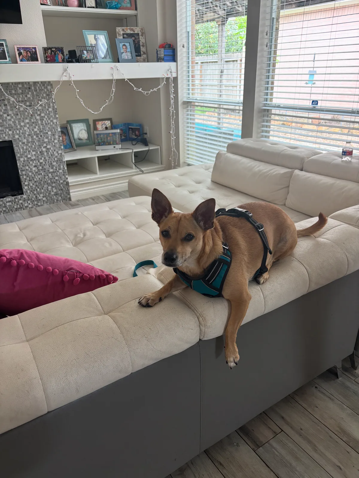 Dog wearing training harness relaxing at home