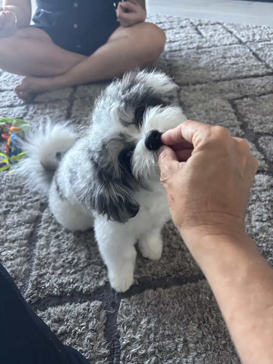 Dog receiving a treat during a private training session
